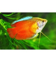Blood Red Dwarf Gourami
