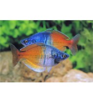 Melanotaenia Boesemani Rainbow