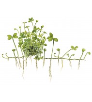 Marsilea hirsuta 1-2-Grow! Marsilea hirsuta 1-2-Grow!