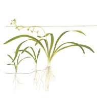 Sagittaria subulata 1-2-Grow!