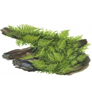 Vesicularia dubyana 'Christmas' 1-2-Grow!