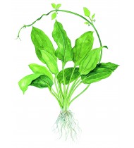 Echinodorus Grisebachii 'Bleherae' Bunched Plant