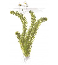 Egeria densa Bunched Plant
