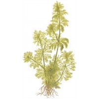 Limnophila sessiliflora Pot