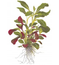 Lobelia cardinalis Pot