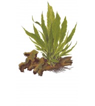 Microsorum pteropus Pot