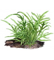 Microsorum pteropus 'Trident' Pot