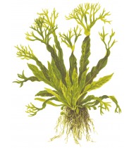 Microsorum pteropus 'Windeløv' Pot