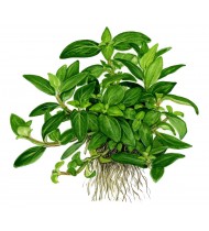 Staurogyne repens Pot