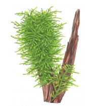 Taxiphyllum 'Spiky' Portion