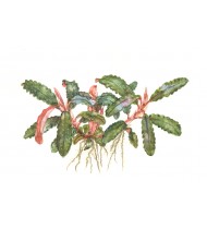 Bucephalandra sp. 'Red' Pot