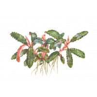Bucephalandra sp. 'Red' Pot