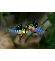 Mikrogeophagus Ramirezi