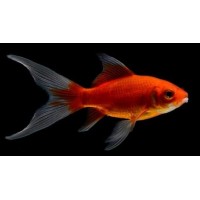 Goldfish Red (7-10cm)