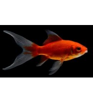 Goldfish Red (7-10cm)