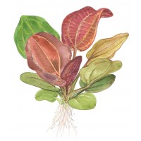 Echinodorus 'Reni' Pot
