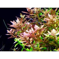 Rotala Rotundifolia (Aquarium House Plant)