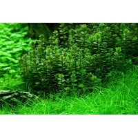 Rotala 'Bonsai' (Aquarium House Plant)