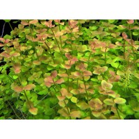 Bacopa Australis (Aquarium House Plant)