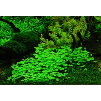 Hydrocotyle Tripartita (Aquarium House Plant)