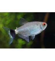 Red Eye Tetra 