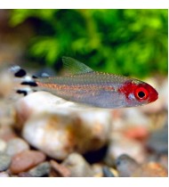 Rummynose Tetra