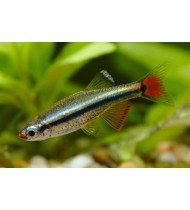 White Cloud Mountain