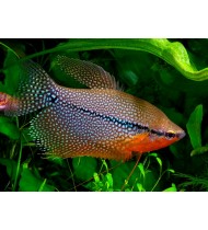 Gourami Pearl 