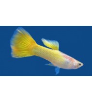 Guppy Lemon Male