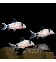 Corydoras Panda