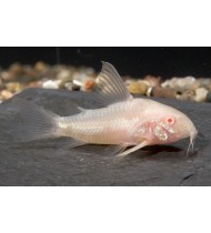 Corydoras Albino