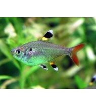 Pristella Tetra