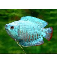Cobalt Blue Dwarf Gourami