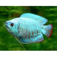 Cobalt Blue Dwarf Gourami