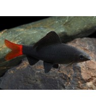 Black Shark Red Tail