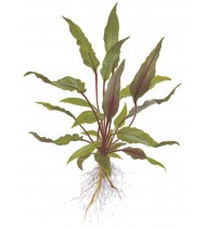 Cryptocoryne 'Petchii' On Lava Stone