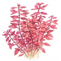 Ludwigia Palustris 'Super Red' Pot