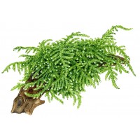 Vesicularia Ferriei "Weeping Moss" Portion