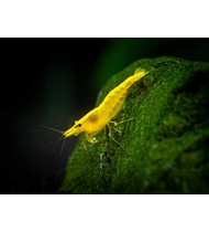 Neocaridina Heteropoda Yellow