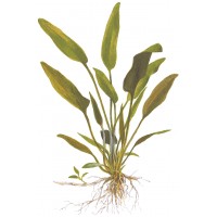 Cryptocoryne x Willisii Pot