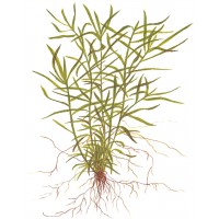Heteranthera zosterifolia 1-2-GROW!