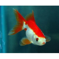 Red & White Fantail Goldfish