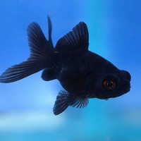 Black Moor Goldfish