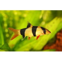 Clown Loach 6cm