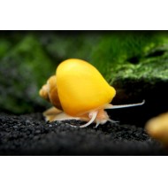 Apple Snails (Small-Medium)