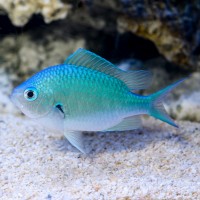 Green Chromis