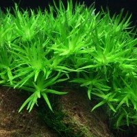 Heteranthera Zosterifolia (Aquarium House Plant)