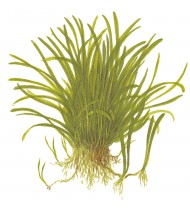 Lilaeopsis Brasiliensis 1-2-Grow!