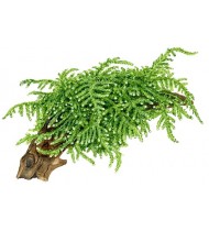 Vesicularia Ferriei 'Weeping' 1-2-Grow!