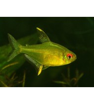 Lemon Tetra